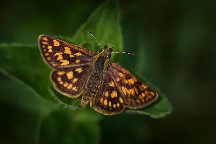 Framed Print : Arctic Skipper, Carterocephalus palaemon Framed Print : Arctic Skipper, Carterocephalus palaemon
