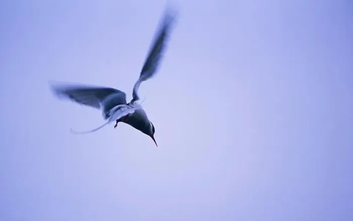 Framed Print : Arctic tern