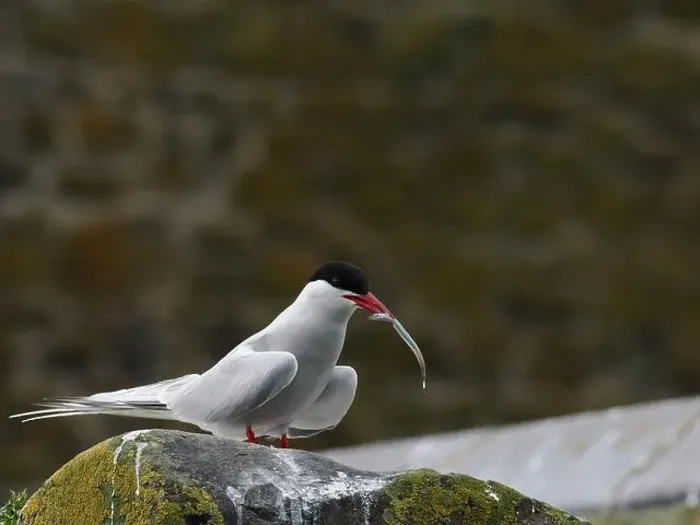 Framed Print : Arctic Tern Framed Print : Arctic Tern