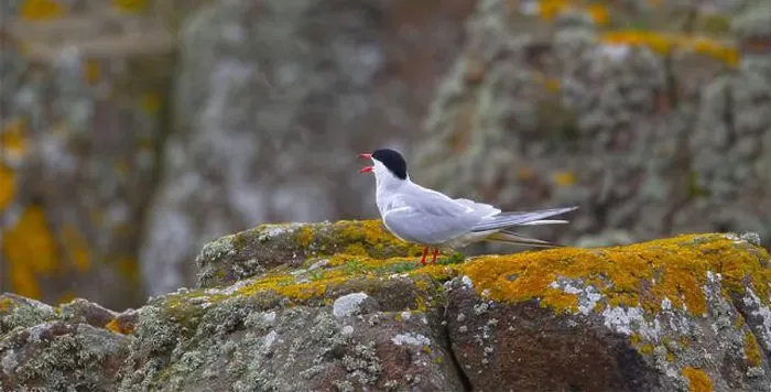 Framed Print : Arctic Tern Framed Print : Arctic Tern
