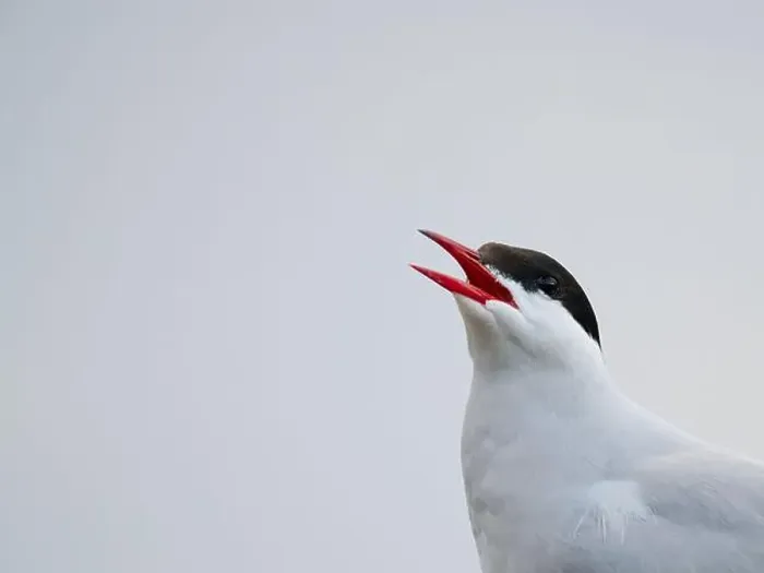 Framed Print : Arctic tern bird with opened beak in fog Framed Print : Arctic tern bird with opened beak in fog