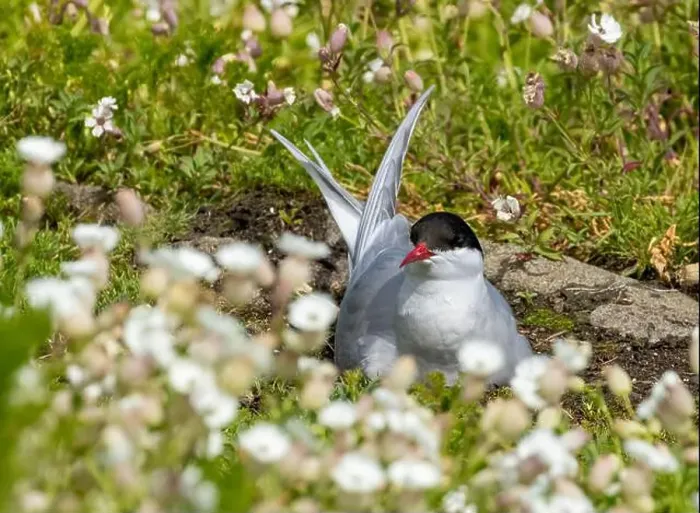 Framed Print : Arctic tern close up on the ground Framed Print : Arctic tern close up on the ground