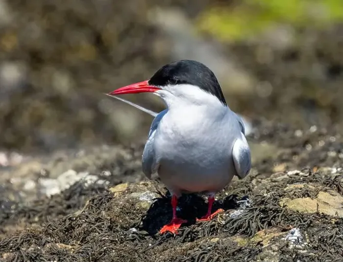 Framed Print : Arctic tern close up on the ground Framed Print : Arctic tern close up on the ground