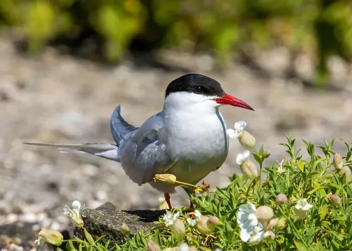 Framed Print : Arctic tern close up on the ground Framed Print : Arctic tern close up on the ground