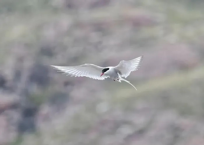 Framed Print : Arctic Tern in flight, The Blade, Ronas Voe, Shetland