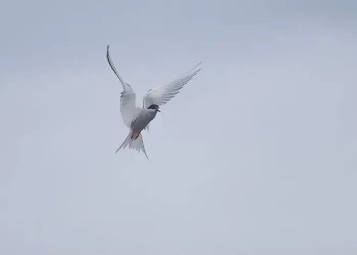 Framed Print : Arctic Tern in flight, The Blade, Ronas Voe, Shetland Framed Print : Arctic Tern in flight, The Blade, Ronas Voe, Shetland
