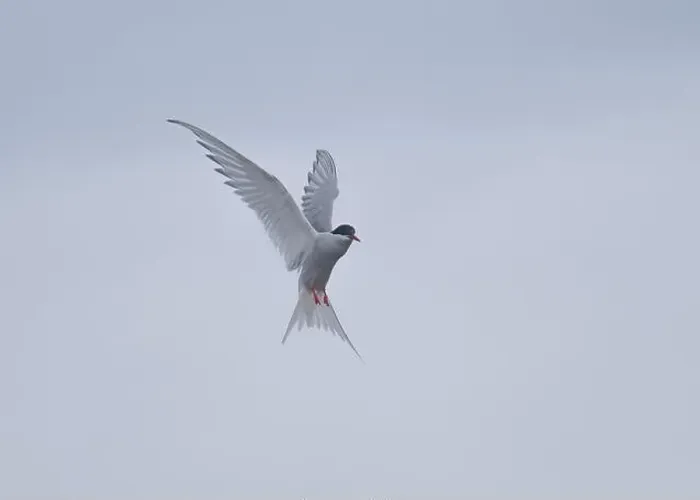 Framed Print : Arctic Tern in flight, The Blade, Ronas Voe, Shetland Framed Print : Arctic Tern in flight, The Blade, Ronas Voe, Shetland