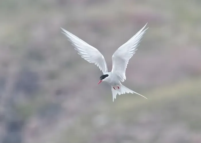 Framed Print : Arctic Tern in flight, The Blade, Ronas Voe, Shetland Framed Print : Arctic Tern in flight, The Blade, Ronas Voe, Shetland