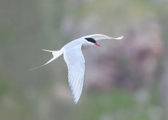 Framed Print : Arctic Tern in flight, The Blade, Ronas Voe, Shetland Framed Print : Arctic Tern in flight, The Blade, Ronas Voe, Shetland