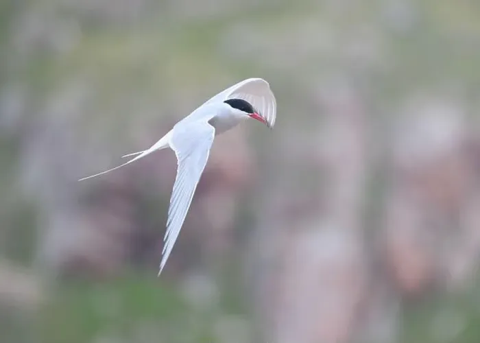 Framed Print : Arctic Tern in flight, The Blade, Ronas Voe, Shetland