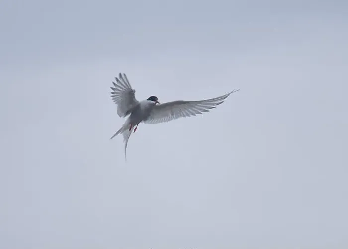 Framed Print : Arctic Tern in flight, The Blade, Ronas Voe, Shetland Framed Print : Arctic Tern in flight, The Blade, Ronas Voe, Shetland
