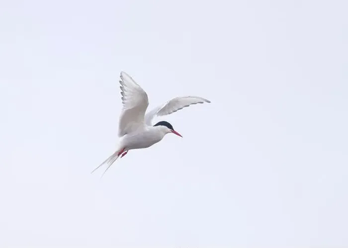 Framed Print : Arctic Tern in flight, The Blade, Ronas Voe, Shetland Framed Print : Arctic Tern in flight, The Blade, Ronas Voe, Shetland