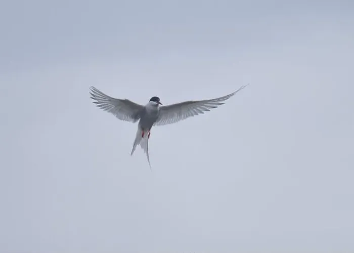 Framed Print : Arctic Tern in flight, The Blade, Ronas Voe, Shetland Framed Print : Arctic Tern in flight, The Blade, Ronas Voe, Shetland