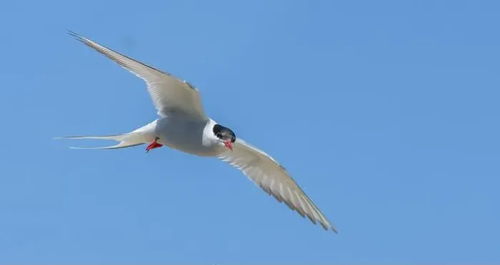 Framed Print : Arctic tern in flight with bright blue sky Framed Print : Arctic tern in flight with bright blue sky