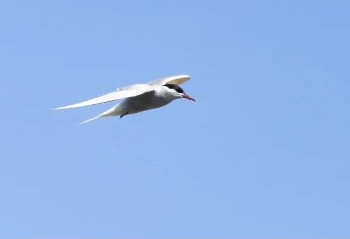Framed Print : Arctic tern in flight with bright blue sky Framed Print : Arctic tern in flight with bright blue sky