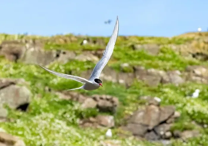 Framed Print : Arctic tern in flight with bright blue sky Framed Print : Arctic tern in flight with bright blue sky