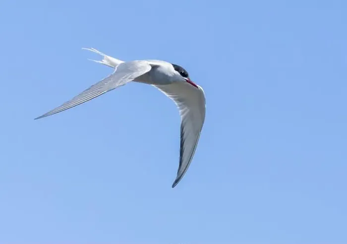 Framed Print : Arctic tern in flight with bright blue sky Framed Print : Arctic tern in flight with bright blue sky