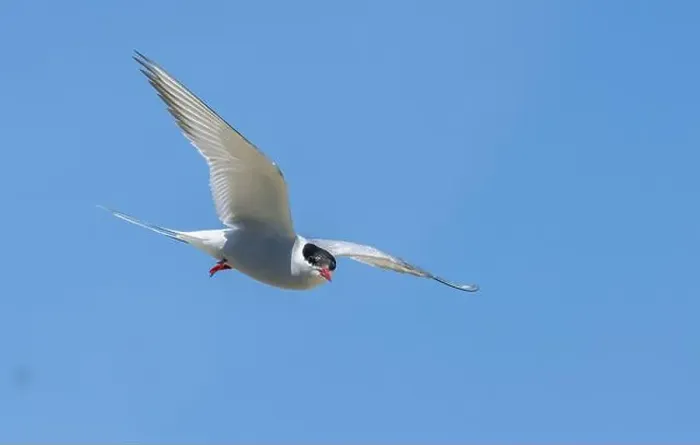 Framed Print : Arctic tern in flight with bright blue sky Framed Print : Arctic tern in flight with bright blue sky