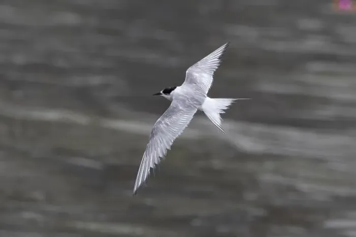 Framed Print : Arctic tern (Sterna paradisaea)