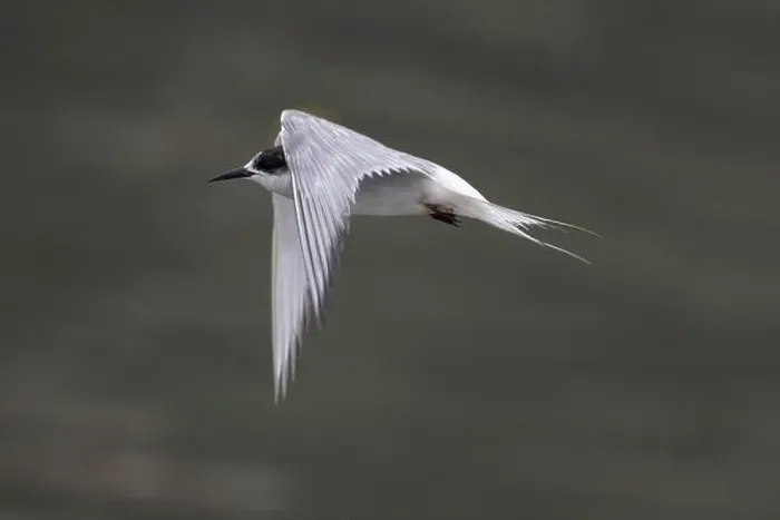 Framed Print : Arctic tern (Sterna paradisaea)