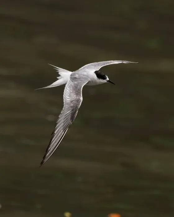 Framed Print : Arctic tern (Sterna paradisaea)