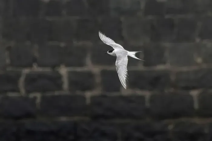Framed Print : Arctic tern (Sterna paradisaea)
