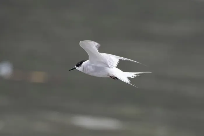 Framed Print : Arctic tern (Sterna paradisaea)