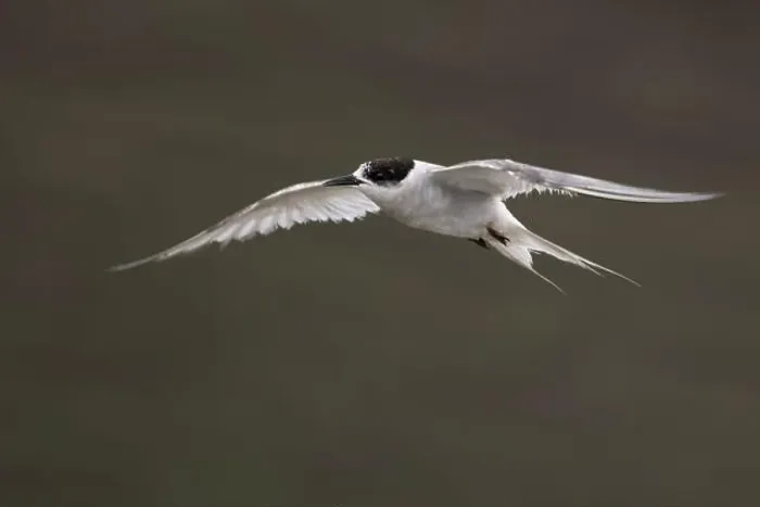 Framed Print : Arctic tern (Sterna paradisaea)
