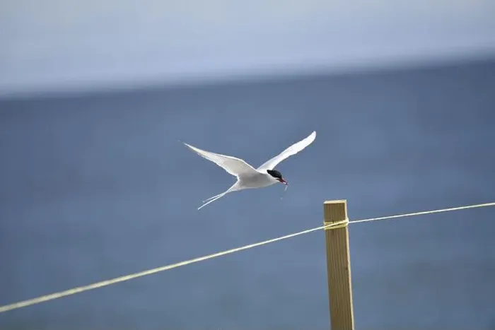 Framed Print : Arctic Tern (Sterna paradisaea Coming in to Land with a Fish in its Beak) Framed Print : Arctic Tern (Sterna paradisaea Coming in to Land with a Fish in its Beak)