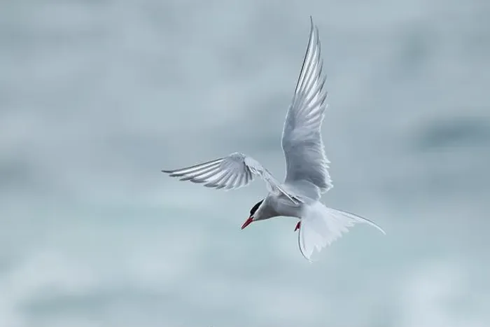 Framed Print : Arctic Tern (Sterna paradisaea) in flight, Orkney, Scotland Framed Print : Arctic Tern (Sterna paradisaea) in flight, Orkney, Scotland