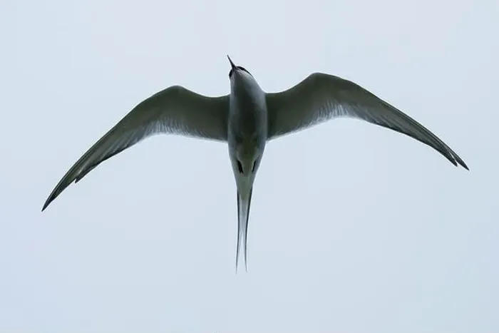 Framed Print : Arctic Tern (Sterna paradisaea) in flight, Orkney, Scotland Framed Print : Arctic Tern (Sterna paradisaea) in flight, Orkney, Scotland