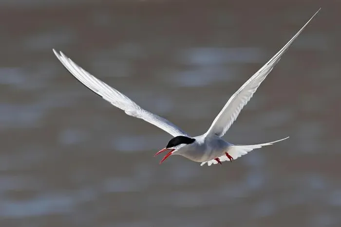 Framed Print : Arctic tern (Sterna paradisaea) in flight