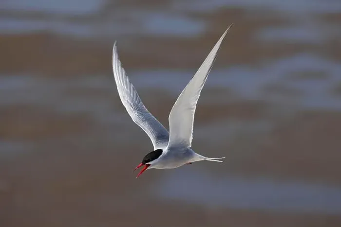 Framed Print : Arctic tern (Sterna paradisaea) in flight