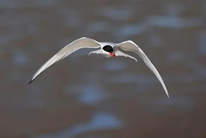 Framed Print : Arctic tern (Sterna paradisaea) in flight