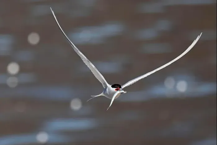 Framed Print : Arctic tern (Sterna paradisaea) in flight with fish in its beak Framed Print : Arctic tern (Sterna paradisaea) in flight with fish in its beak