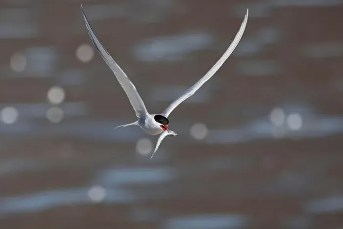 Framed Print : Arctic tern (Sterna paradisaea) in flight with fish in its beak Framed Print : Arctic tern (Sterna paradisaea) in flight with fish in its beak