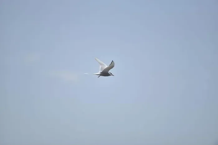 Framed Print : Arctic Tern (Sterna paradisaea) Flying Left to Right against a Blue Sky with Light Cloud Over the Sea Framed Print : Arctic Tern (Sterna paradisaea) Flying Left to Right against a Blue Sky with Light Cloud Over the Sea