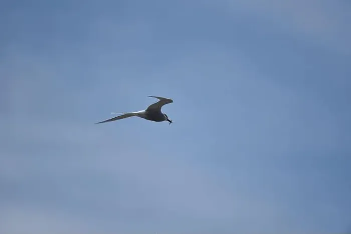Framed Print : Arctic Tern (Sterna paradisaea) Flying Left to Right of Image