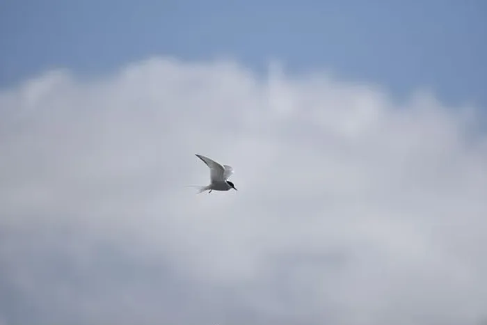 Framed Print : Arctic Tern (Sterna paradisaea) Hovering against a White Cloud with Wings Spread Framed Print : Arctic Tern (Sterna paradisaea) Hovering against a White Cloud with Wings Spread