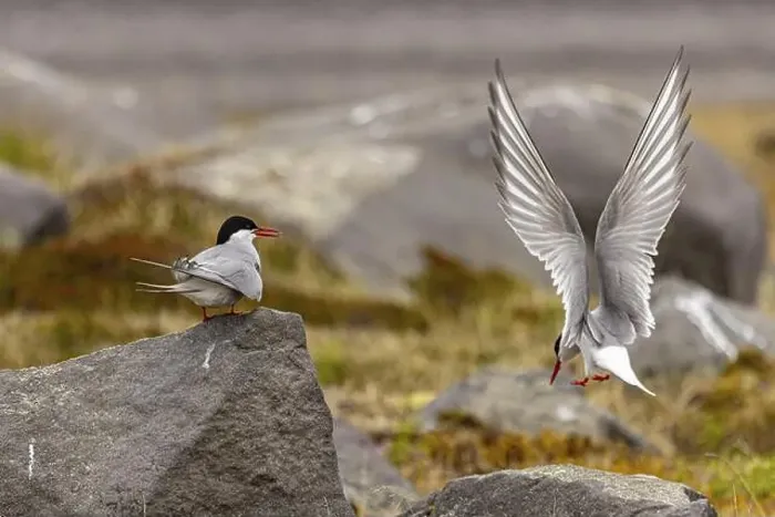 Framed Print : Arctic tern (Sterna paradisaea), Iceland, Europe Framed Print : Arctic tern (Sterna paradisaea), Iceland, Europe