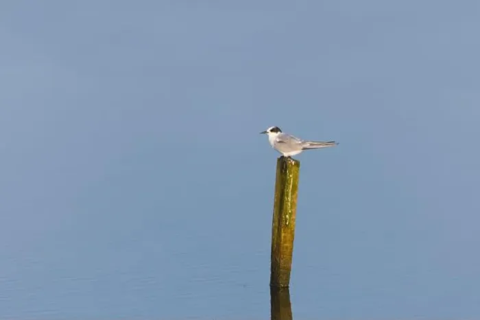 Framed Print : Arctic tern Sterna paradisaea, juvenile perched on post, Minsmere RSPB reserve, Suffolk, England, July