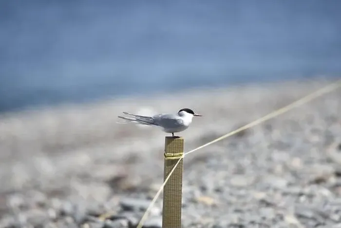 Framed Print : Arctic Tern (Sterna paradisaea) Perched in Right-Profile on Top of a Wooden Post on a Pebble Beach on a Sunny Day Framed Print : Arctic Tern (Sterna paradisaea) Perched in Right-Profile on Top of a Wooden Post on a Pebble Beach on a Sunny Day