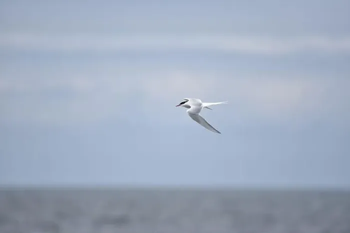 Framed Print : Arctic Tern (Sterna paradisaea) Right of Image Framed Print : Arctic Tern (Sterna paradisaea) Right of Image
