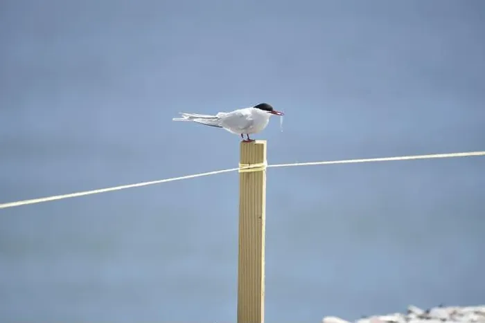 Framed Print : Arctic Tern (Sterna paradisaea) Sitting on Top of a Wooden Post in Right-Profile Framed Print : Arctic Tern (Sterna paradisaea) Sitting on Top of a Wooden Post in Right-Profile