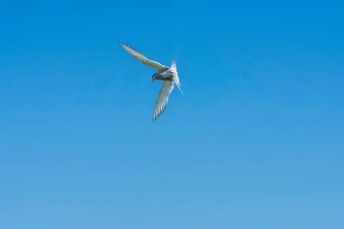 Framed Print : An Arctic Tern (Sterna Paradise) in flight above the Farne Islands in Northumberland, UK