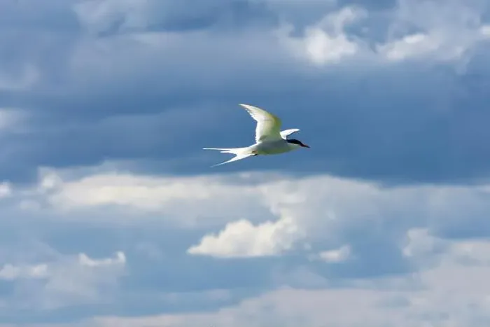 Framed Print : An Arctic Tern (Sterna Paradise) in flight above the Farne Islands in Northumberland, UK
