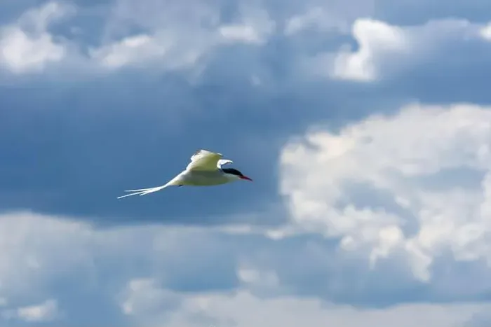 Framed Print : An Arctic Tern (Sterna Paradise) in flight above the Farne Islands in Northumberland, UK