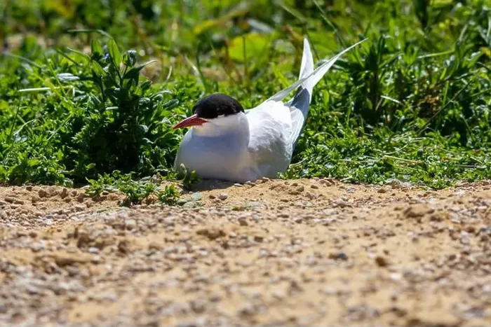 Framed Print : An Arctic Tern (Sterna Paradise) in flight above the Farne Islands in Northumberland, UK