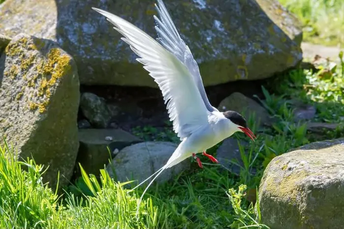 Framed Print : An Arctic Tern (Sterna Paradise) in flight above the Farne Islands in Northumberland, UK