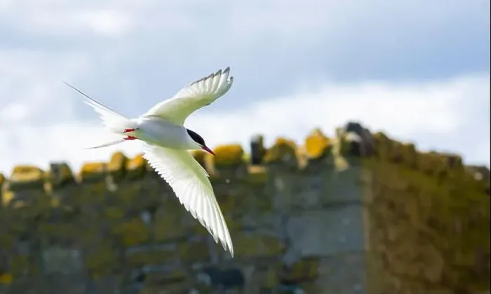 Framed Print : An Arctic Tern (Sterna Paradise) in flight above the Farne Islands in Northumberland, UK